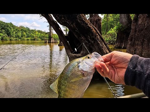 Видео: Ловля краппи и борьба с речными монстрами в этом новом месте