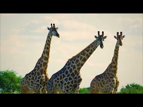Видео: жираф жаныбарлар дүйнөсү