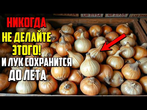 Видео: Ваш Лук Пролежит До Лета! Простой Метод Хранения На 100%