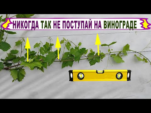 Видео: 🍇 Никогда ТАК НЕ ДЕЛАЙ когда формируешь ПЕРВЫЕ РУКАВА на винограде. Обзор куста 2 год!