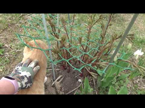 Видео: Влог. Дача.Гортензии уход.Сетки на пионах.Кизильник.ТомМаня и т.д.