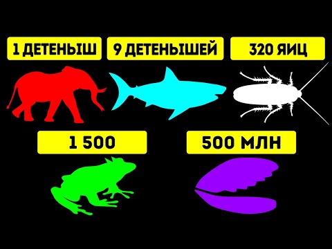 Видео: У какого вида животных рождается больше всего детенышей за раз