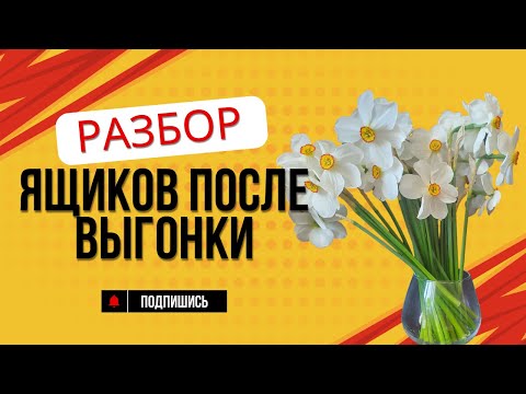 Видео: Луковицы после выгонки: что делать?
