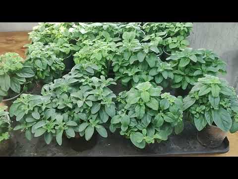 Видео: Секреты успешного выращивания вегетативной петунии зимой. Мастер класс по прищипке для пышного куста