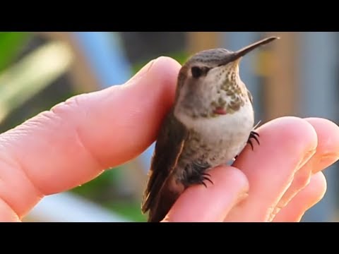 Видео: 10 Самых Маленьких Животных в Мире