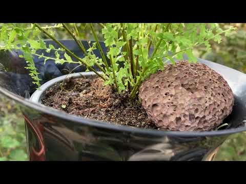 Видео: Осень. Пересадка папоротников. Грунт.