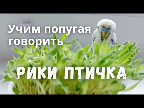 Видео: Учим попугая говорить Рики птичка