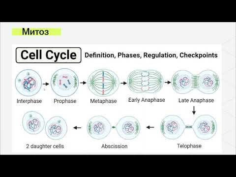 Видео: Жасушалық цикл. Митоз және оның фазалары. №1 сабақ