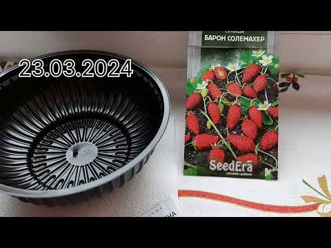 Видео: суниці з насіння до врожаю 🍓 посів суниці