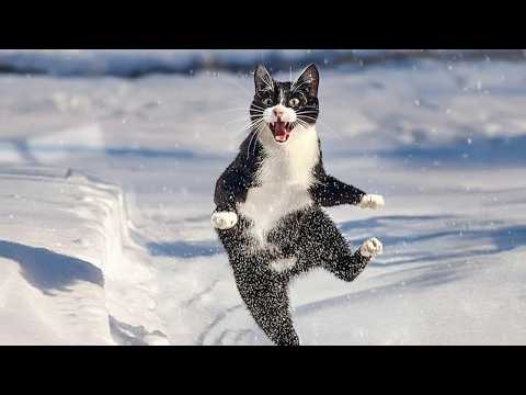 Видео: Я не могу перестать смеяться, наблюдая, как котята впервые видят снег 🤣