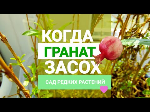 Видео: Когда гранат засох. Можно ли спасти комнатный гранат после пересушки?