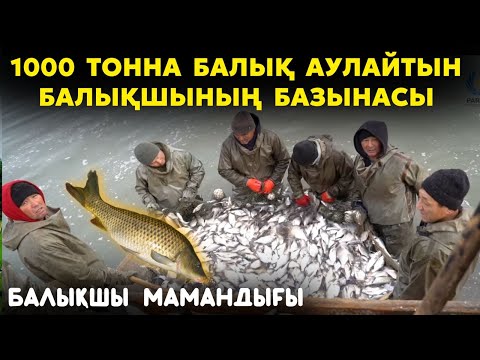 Видео: Суға батып кеткен көліктен аман шыққан адам | 10000 тонна балық қайда кетіп жатыр? | ЖҰМЫСШЫ МАМАН