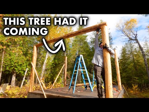 Видео: Рубка сложного кедра для поддержки крыши летней кухни. ep261