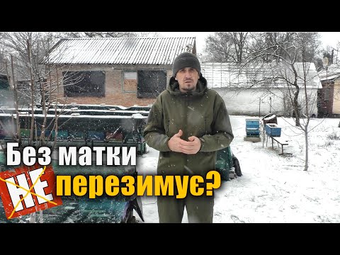 Видео: Зимівля бджіл без матки чи з неплідкою.