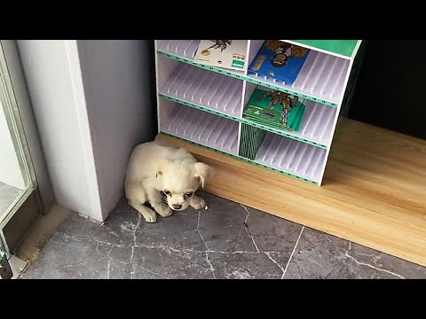 Видео: В магазин внезапно вбежала собачка и испуганно съежилась в углу...