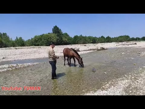 Видео: Жеребенок Радуется, горной речки, Ребенок оседлал Лахиба.