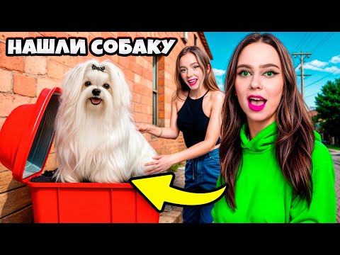 Видео: ЕЕ БРОСИЛИ ! МЫ нашли потерянную СОБАКУ! Что нам с ней делать ?