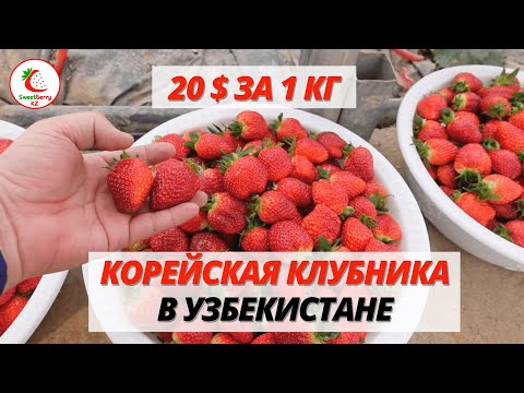 Видео: 20 $ за 1 кг. Клубника в Узбекистане