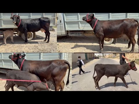 Видео: +992929115392☎️ 2САР ГОВХОИ ЯКУМ СОРТ ЗОТИ ШИРИ ОРИГИНАЛ, ИНШАЛЛОХ ЮТУБА МЕЛАРЗОНАД, ХОЧИ АВЗАЛЛШОХ 