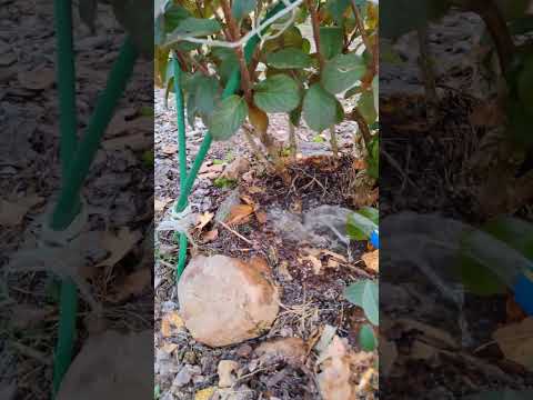 Видео:   Влагозарядный полив для гортензии 