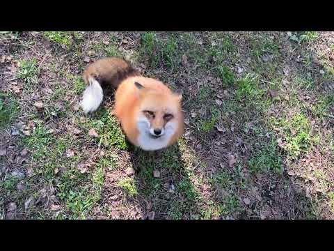 Видео: Алиса - лиса. Весеннее утро