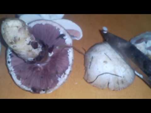 Видео: ВНИМАНИЕ!!! ядовитый ШАМПИНЬОН - Бледная поганка???