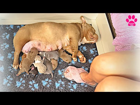 Видео: Добрая фея принесла нам много щенков в этот день! Сколько же их?