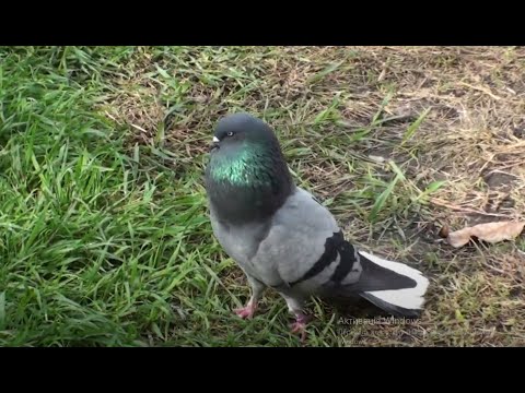 Видео: Как облегчить голубям линьку