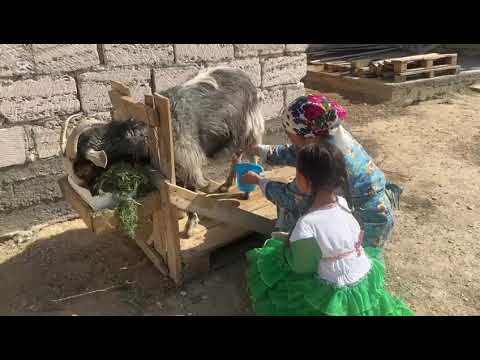 Видео: "Бақытты отбасы"."Кенже"жекеменшік балабақшасы