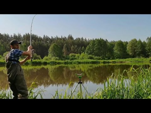 Видео: РЫБАЛКА НА ФИДЕР ДИКИЕ МЕСТА НЕМАНА ВСЁ ЗАРОСЛО ТРАВОЙ