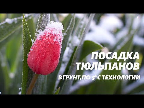 Видео: Посадка тюльпанов по 5°С технологии в грунт