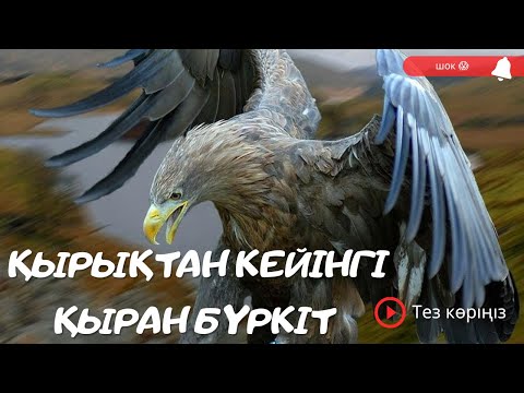 Видео: ҚЫРАН БҮРКІТтің 40-тан кейінгі өмірі