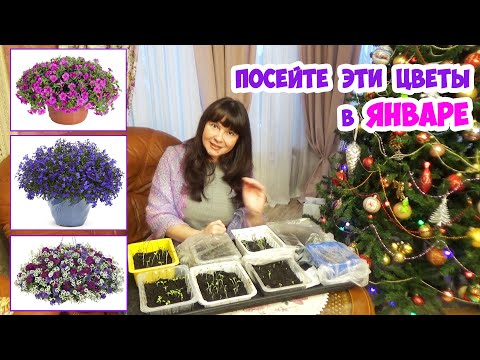 Видео: Какие ОДНОЛЕТНИКИ надо посеять уже в ЯНВАРЕ? Не опоздайте!