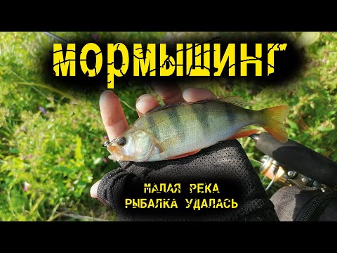 Видео: Мормышинг на малой реке Клюёт - Елец, окунь, плотва, щука, подлещик. #спиннинг #рыбалка #мормышинг