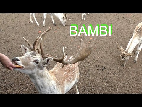 Видео: Южная Латгалия. Оленеводческая ферма.Прогулка выходного дня.