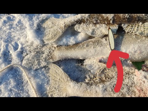 Видео: Реакция рыбы на ПРЫЩ с тюлькой. Ловля судака зимой. Первый лёд 2022-2023.