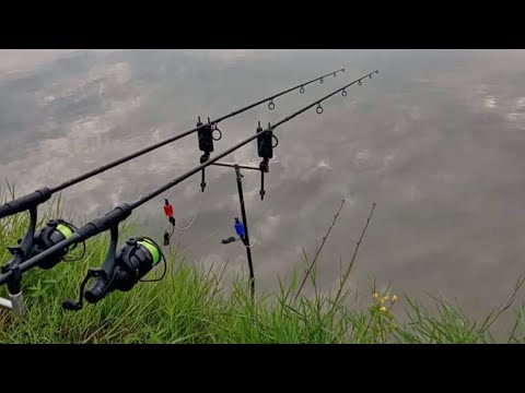 Видео: Майски шарани и амури под прицел!