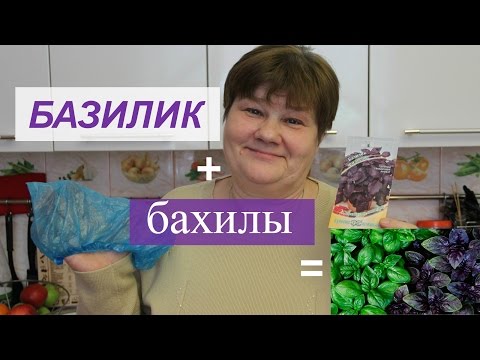 Видео: Базилик. Новый эффективный способ посадки.(19.02.2016 г.)