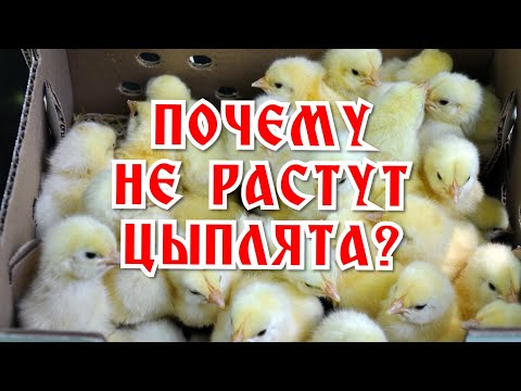 Видео: Почему Не Растут Цыплята? Ищу ответ