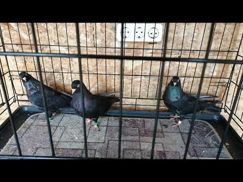 Видео: 31 октября 2025 г.