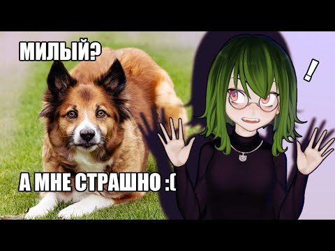 Видео: Я БОЮСЬ СОБАК | Истории из жизни
