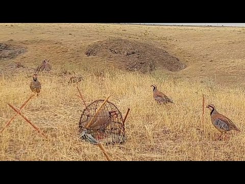 Видео: 2 августа 2023 г. пакличка шер паланг