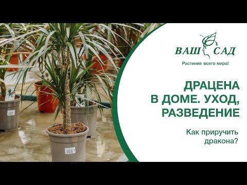 Видео: Как приручить дракона? Драцена в доме. Уход, разведение. Ваш сад