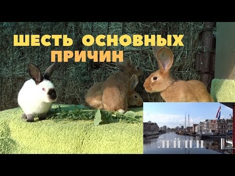 Видео: Почему не покрываются крольчихи/Крол не работает/Лейден Голландия