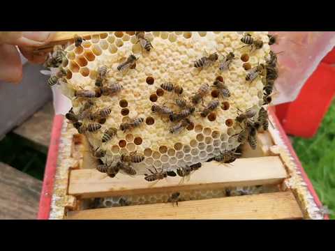 Видео: Работа кипит