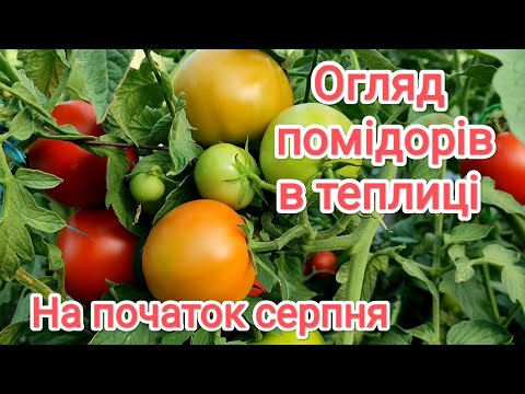 Видео: Помідори в теплиці на початку серпня, Зульфія, Гравітет, Крістал, Махітос, Сарра, Сакура.