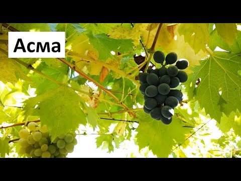 Видео: Лозар споделя информация за Асмата си