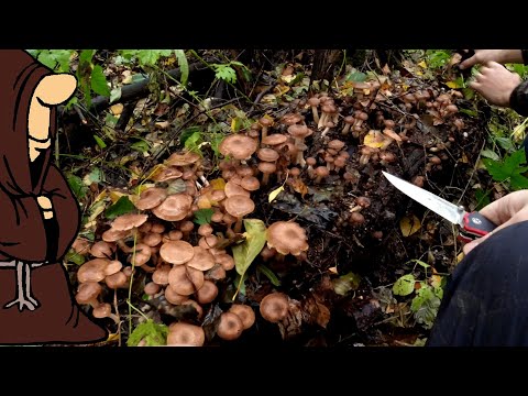 Видео: Столько грибов я ещё не видел! Устали их резать! Собираем осенние опята на болоте