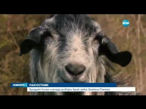 Видео: Брадат козел напада рибари край река Златна Панега - Новините на Нова (28.03.2016)