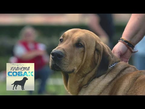 Видео: Датский брохольмер. Планета собак 🌏 Моя Планета